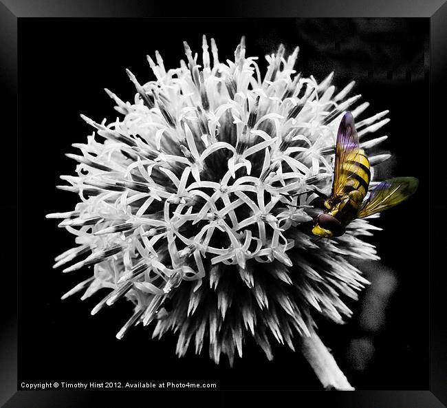 Hover Fly Framed Print by Timothy Hirst