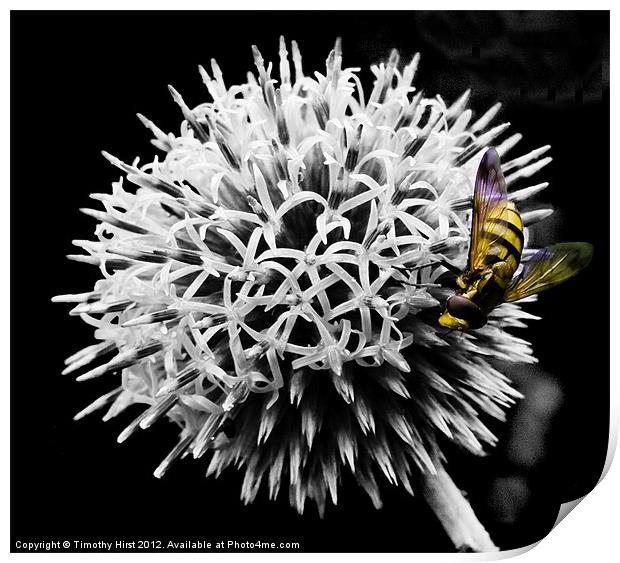 Hover Fly Print by Timothy Hirst