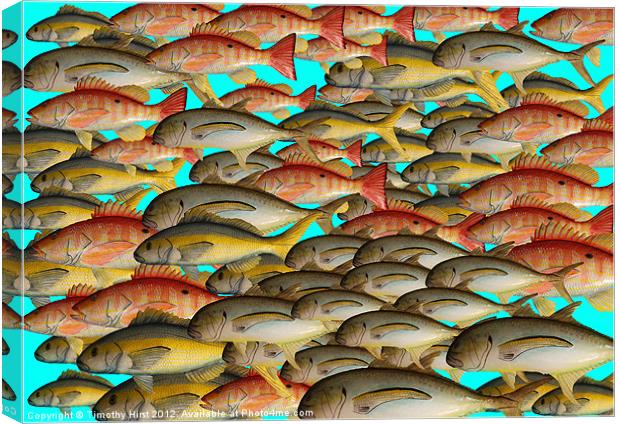Shoal of Tin Fish Canvas Print by Timothy Hirst