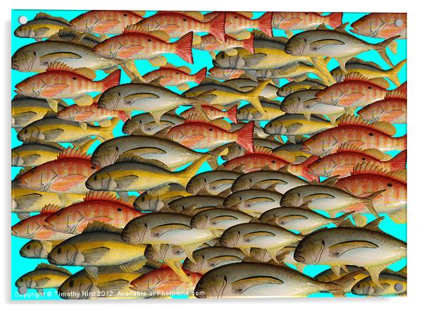 Shoal of Tin Fish Acrylic by Timothy Hirst