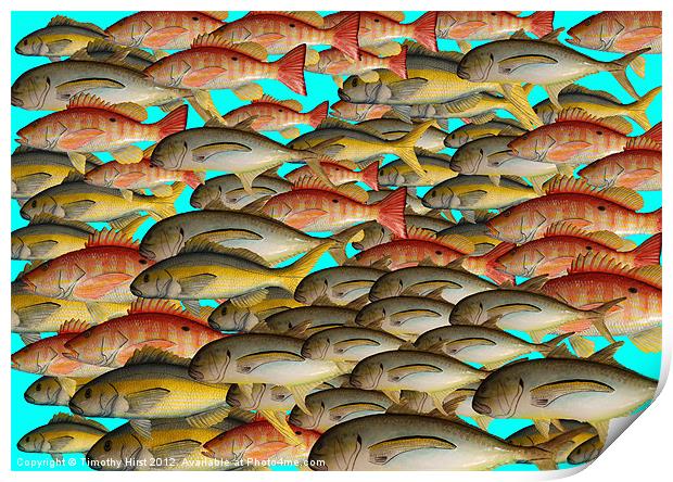 Shoal of Tin Fish Print by Timothy Hirst