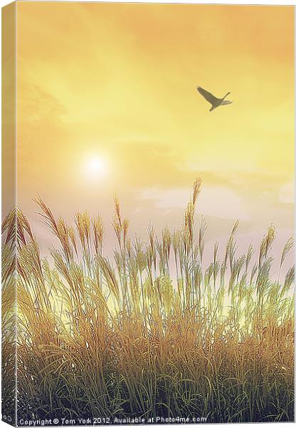 FIELDS OF GOLD Canvas Print by Tom York