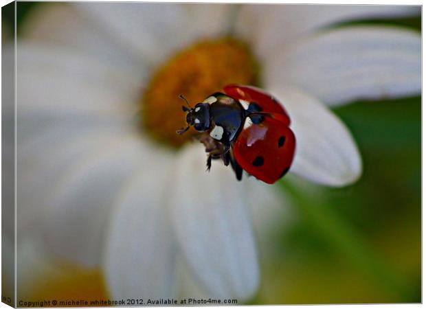 Flying Ladybird Canvas Print by michelle whitebrook