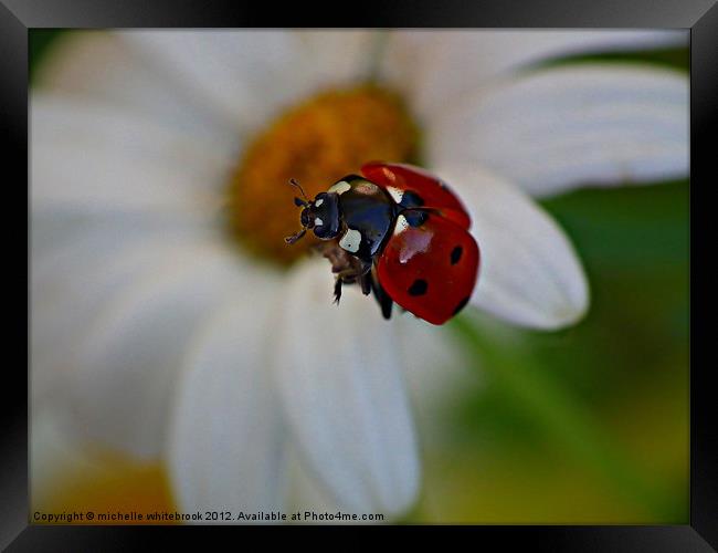 Flying Ladybird Framed Print by michelle whitebrook