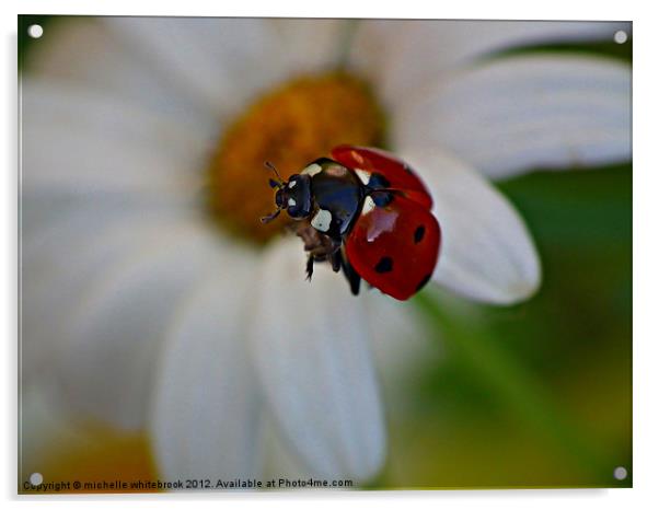 Flying Ladybird Acrylic by michelle whitebrook