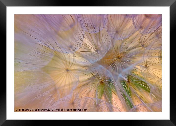 Dandelion Fluff  Flower Framed Mounted Print by Elaine Manley