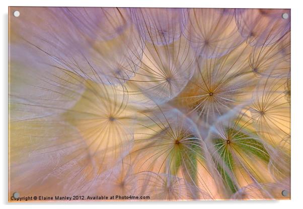 Dandelion Fluff  Flower Acrylic by Elaine Manley