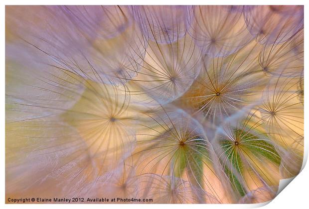 Dandelion Fluff  Flower Print by Elaine Manley