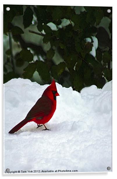 A WINTER CARDINAL Acrylic by Tom York