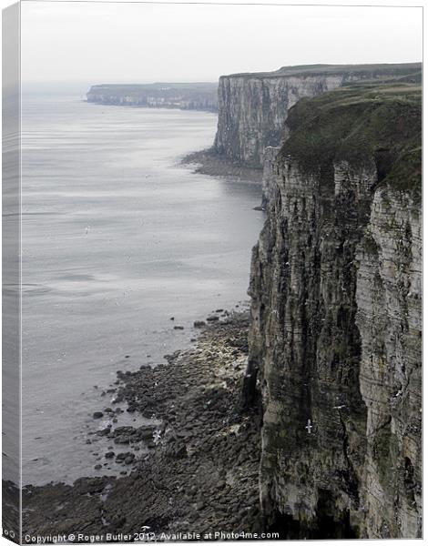 Early Spring at Bempton Cliffs Canvas Print by Roger Butler