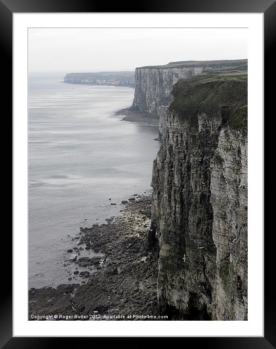 Early Spring at Bempton Cliffs Framed Mounted Print by Roger Butler