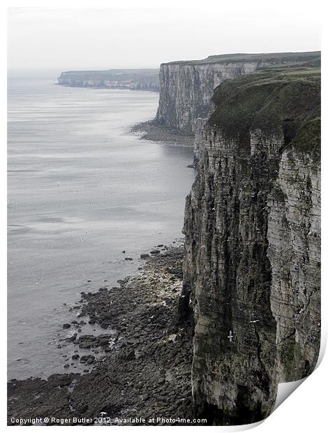 Early Spring at Bempton Cliffs Print by Roger Butler