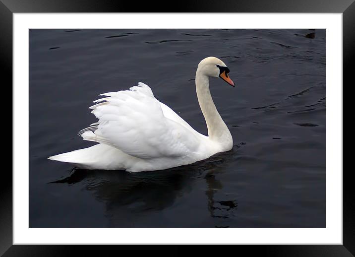 Swan Framed Mounted Print by Maria Tzamtzi Photography