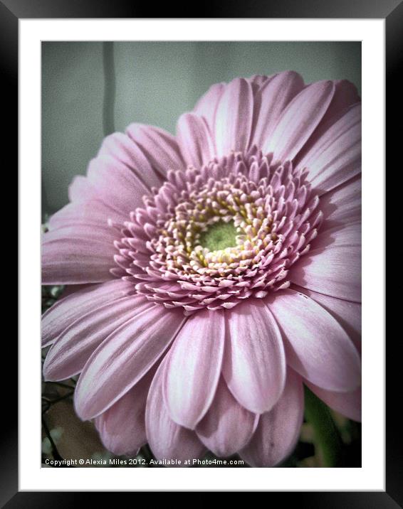 Gerbera daisy Framed Mounted Print by Alexia Miles