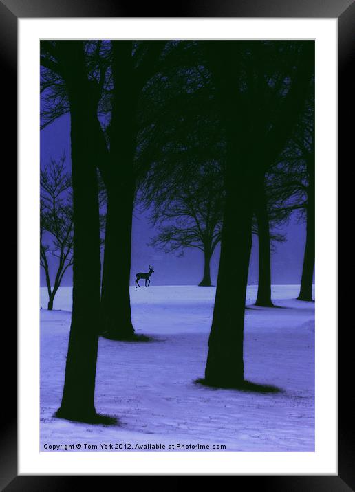 WINTER LIGHT Framed Mounted Print by Tom York