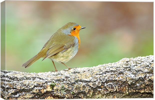 Robin on a Frosty Log Canvas Print by George Cox