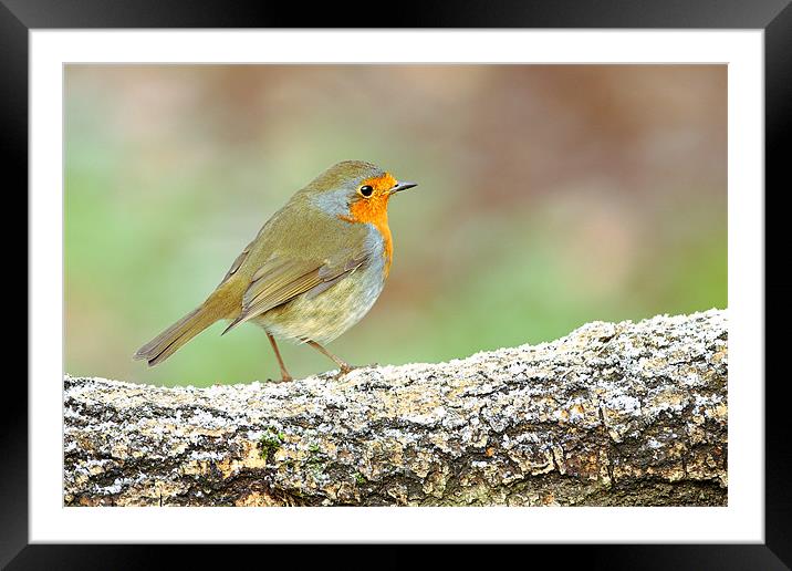 Robin on a Frosty Log Framed Mounted Print by George Cox