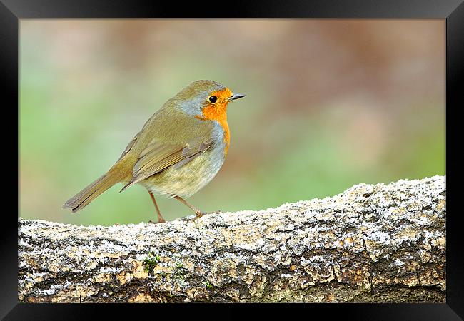 Robin on a Frosty Log Framed Print by George Cox