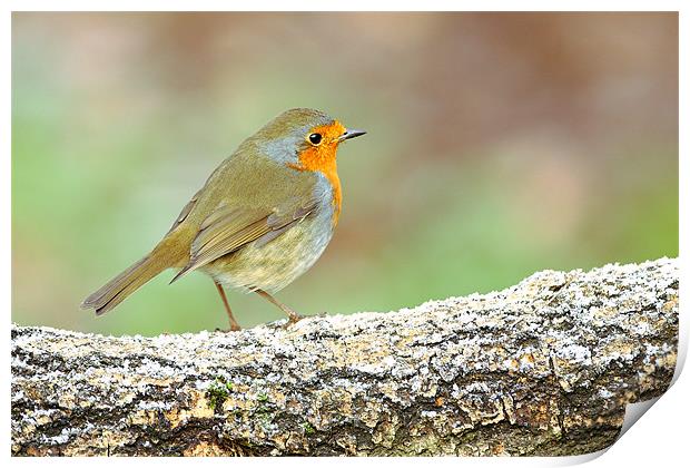 Robin on a Frosty Log Print by George Cox