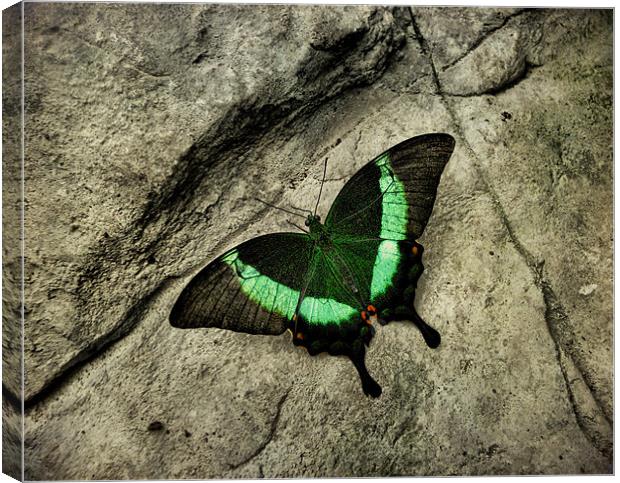 Emerald Swallowtail Canvas Print by Heather Newton