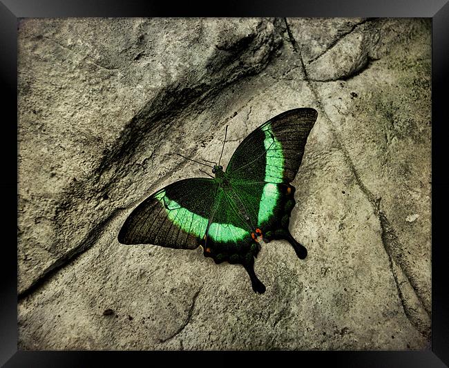 Emerald Swallowtail Framed Print by Heather Newton