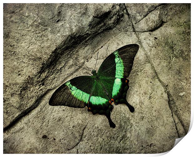 Emerald Swallowtail Print by Heather Newton