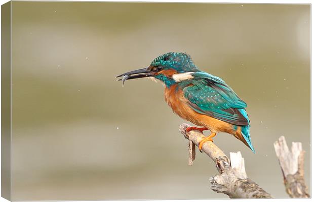 Kingfisher Canvas Print by George Cox