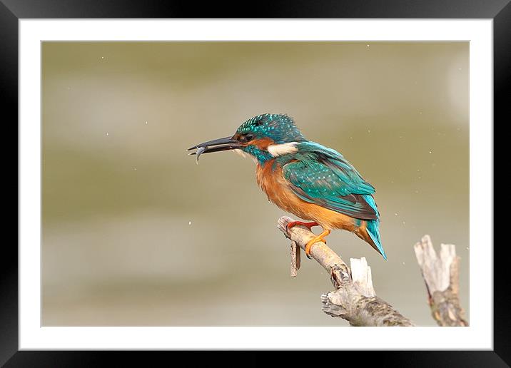 Kingfisher Framed Mounted Print by George Cox