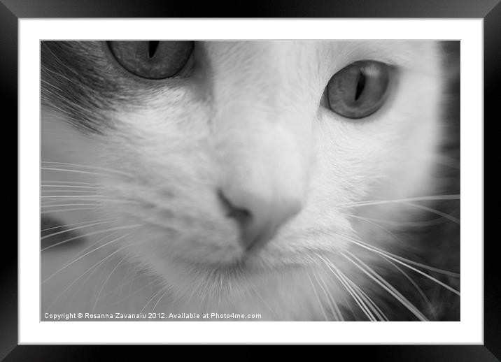 Black & White Feline. Framed Mounted Print by Rosanna Zavanaiu