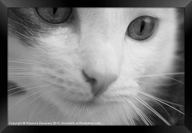 Black & White Feline. Framed Print by Rosanna Zavanaiu