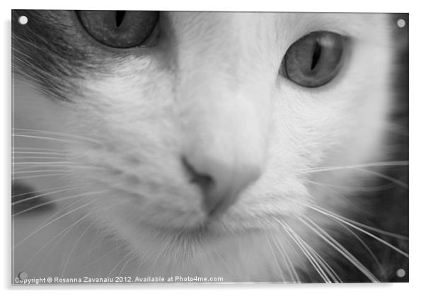 Black & White Feline. Acrylic by Rosanna Zavanaiu