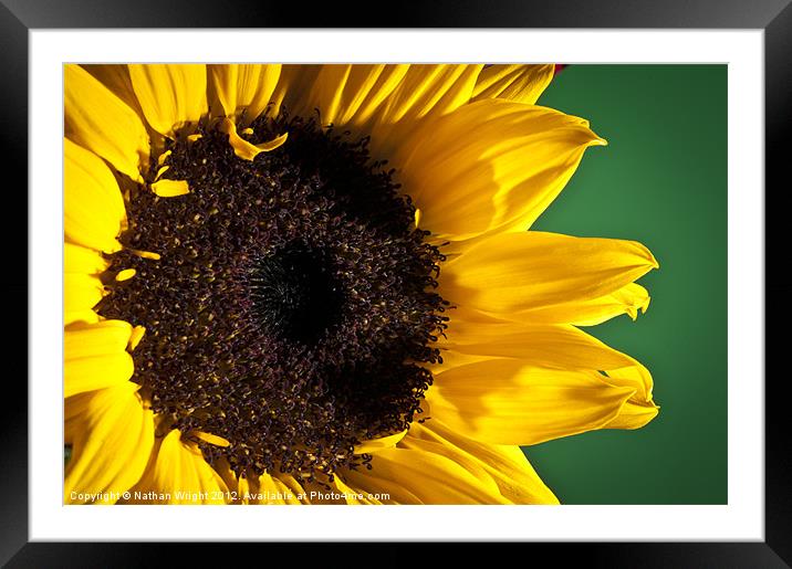 Big sun flower Framed Mounted Print by Nathan Wright