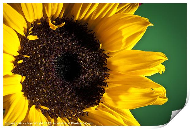 Big sun flower Print by Nathan Wright