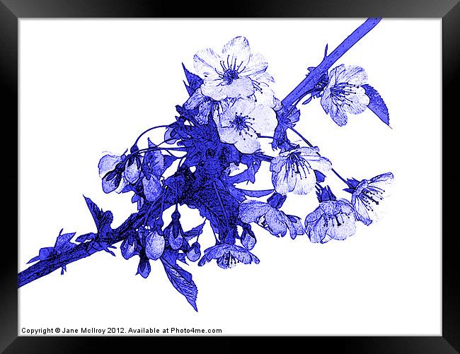 Cherry Blossom Framed Print by Jane McIlroy