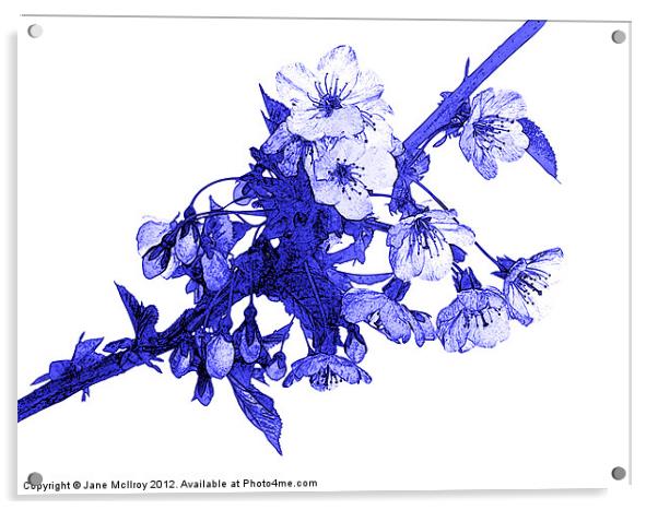 Cherry Blossom Acrylic by Jane McIlroy