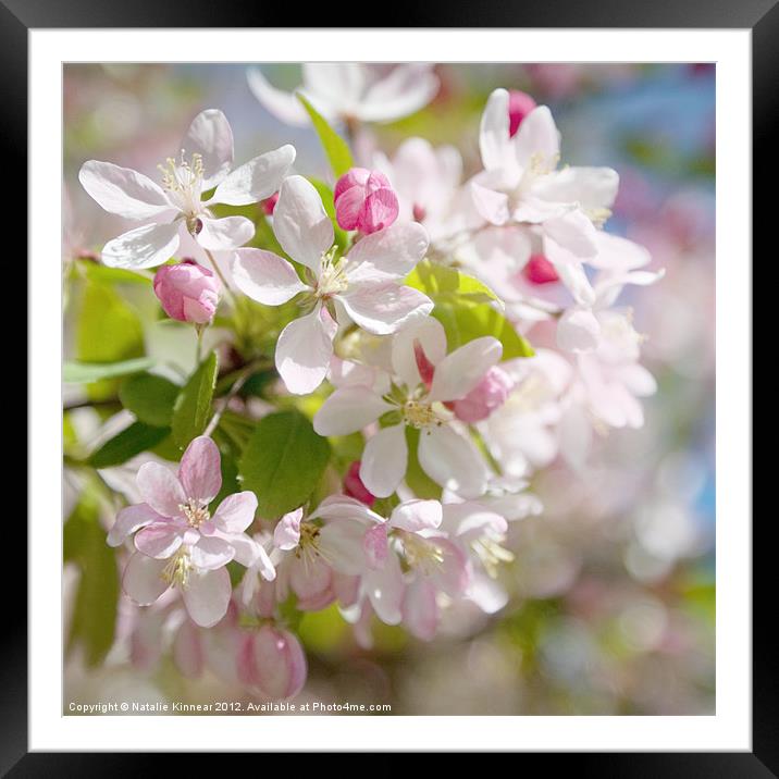 Cherry Blossom Square Format Framed Mounted Print by Natalie Kinnear