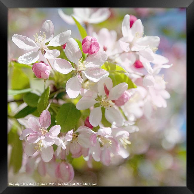 Cherry Blossom Square Format Framed Print by Natalie Kinnear