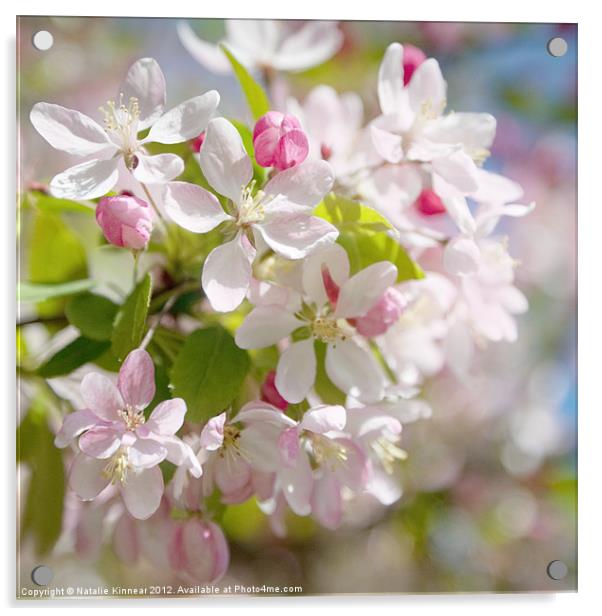 Cherry Blossom Square Format Acrylic by Natalie Kinnear