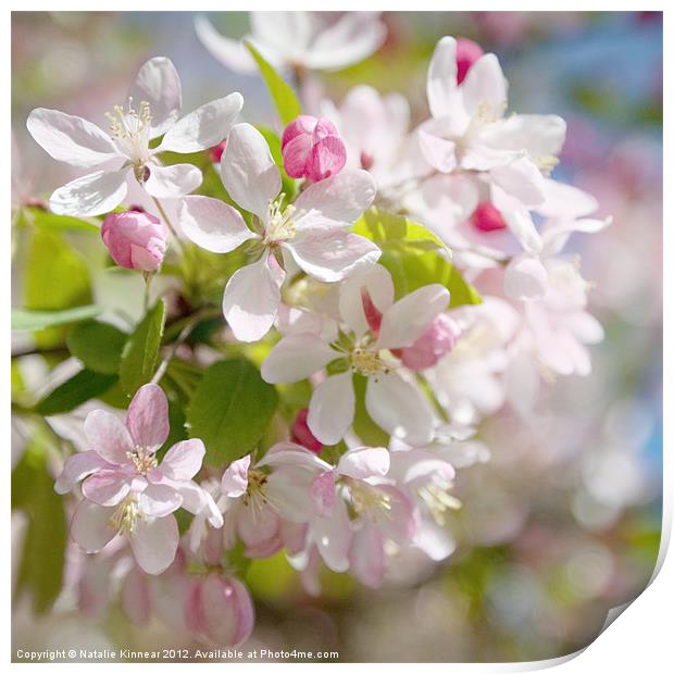 Cherry Blossom Square Format Print by Natalie Kinnear