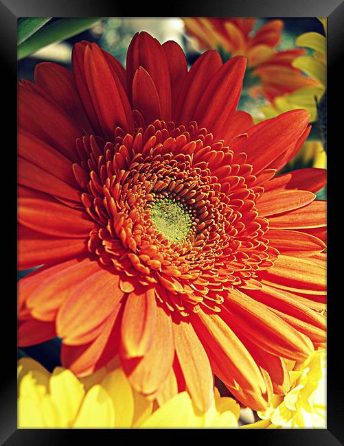 Gerbera's in the summertime Framed Print by Rosanna Zavanaiu