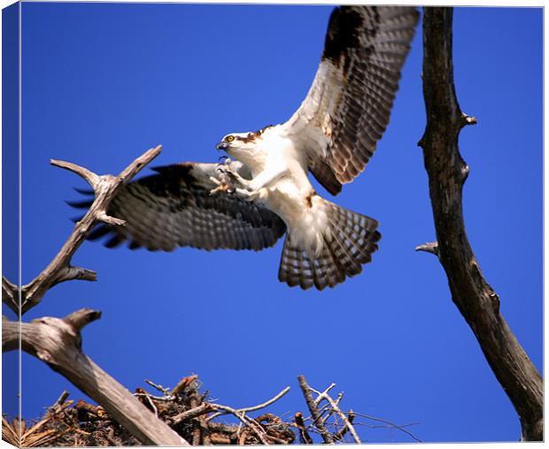 Decent Of The Male Osprey Canvas Print by Mikaela Fox