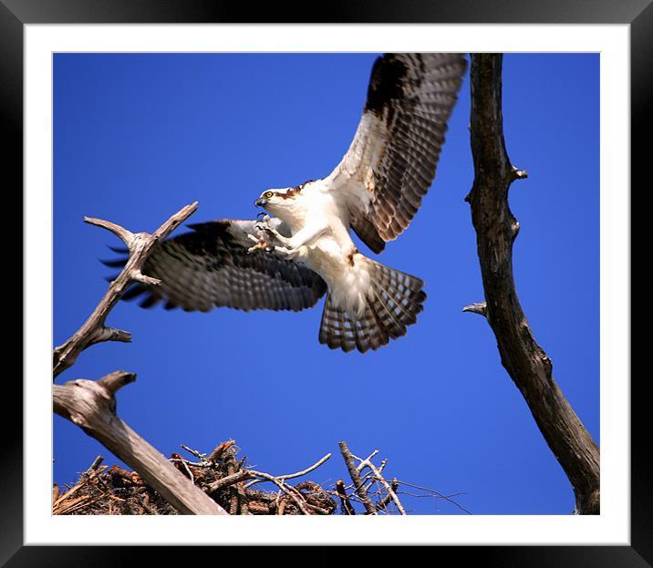 Decent Of The Male Osprey Framed Mounted Print by Mikaela Fox