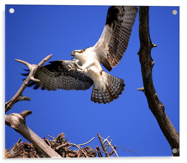 Decent Of The Male Osprey Acrylic by Mikaela Fox