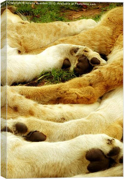 Lion Paws Canvas Print by helene duerden