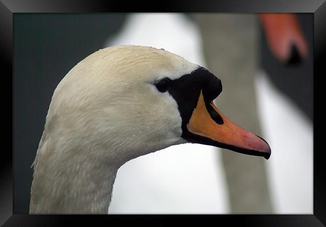 Is this my good side? Framed Print by Maria Tzamtzi Photography