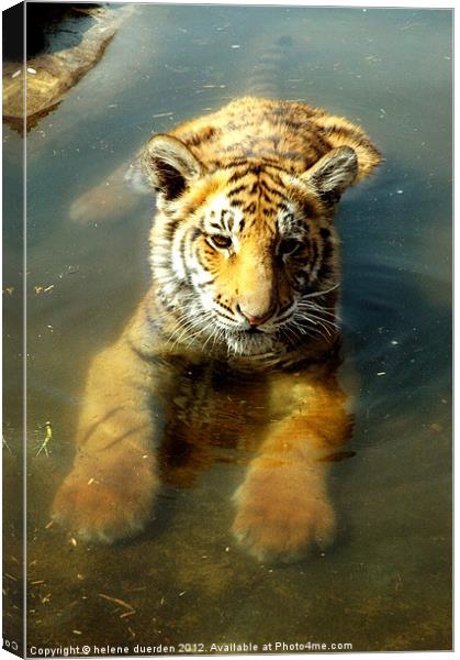 Tiger in water Canvas Print by helene duerden