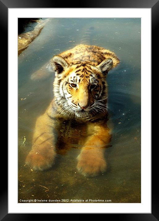 Tiger in water Framed Mounted Print by helene duerden