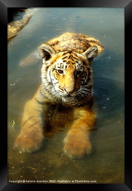 Tiger in water Framed Print by helene duerden