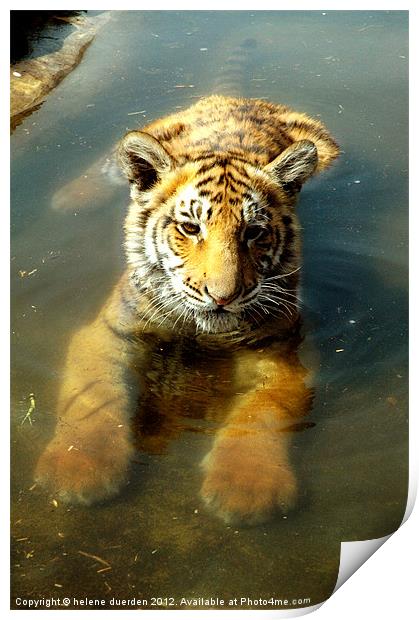 Tiger in water Print by helene duerden