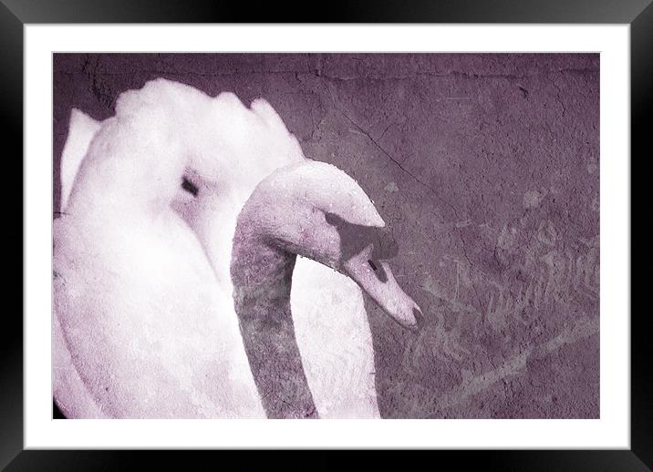Purple Swan Framed Mounted Print by Maria Tzamtzi Photography